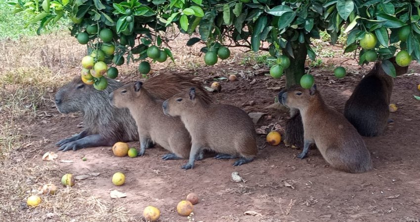 Citricultura favorece a preservação da fauna e flora nas fazendas