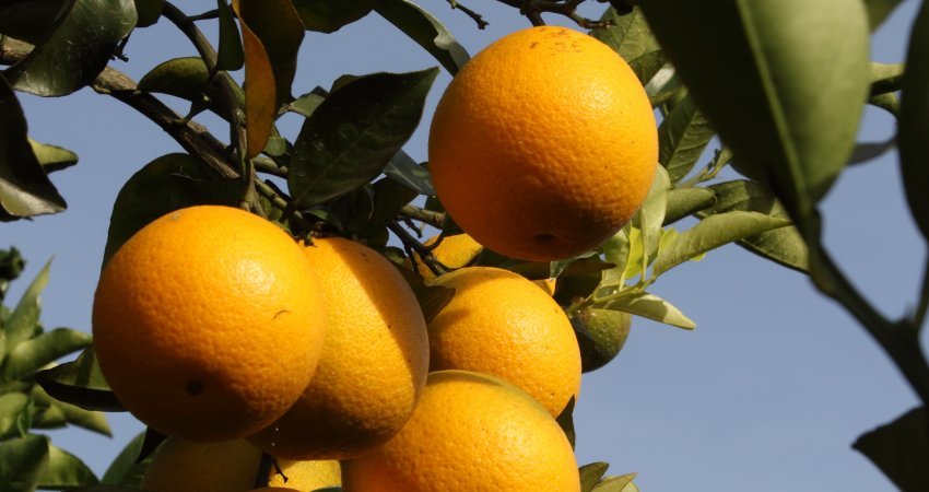 Safra de laranja 2018/2019 é reestimada em 284,88 milhões de caixas