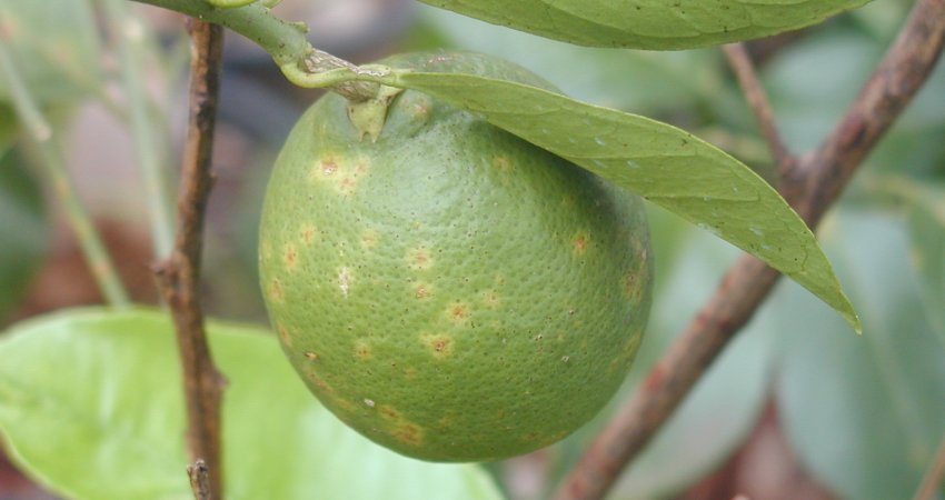 Controle do ácaro da leprose pode ser feito com menor volume de calda acaricida