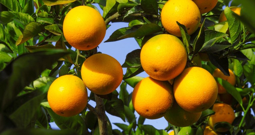 Pesquisa do MasterCitrus leva à regulamentação de três novos bactericidas para a descontaminação de frutos em packing house