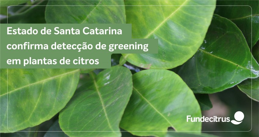 Estado de Santa Catarina confirma detecção de greening em plantas de citros