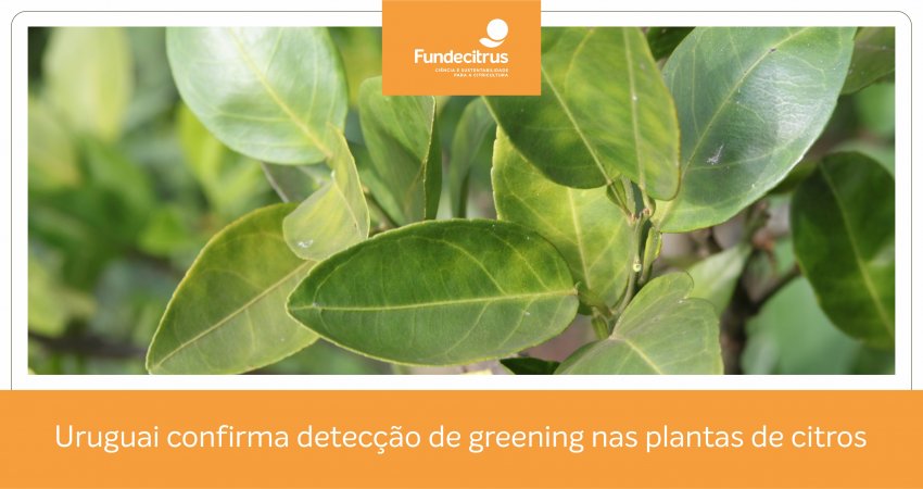 Uruguai confirma detecção de greening nas plantas de citros