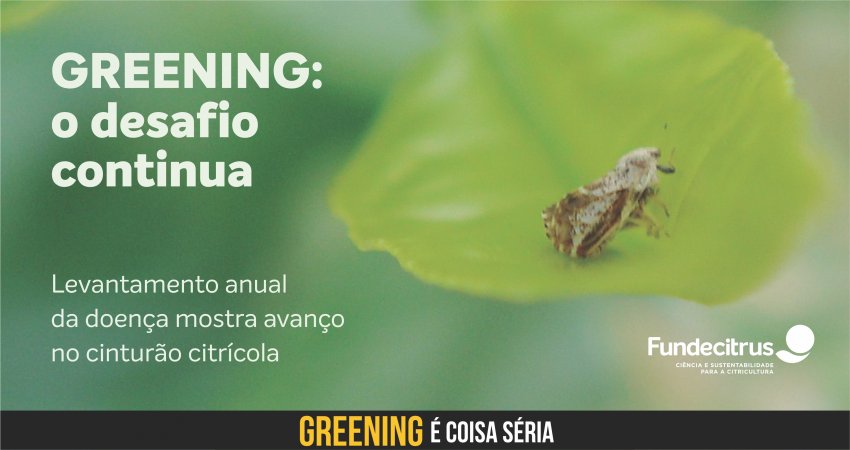 Levantamento de greening mostra avanço da doença no cinturão citrícola