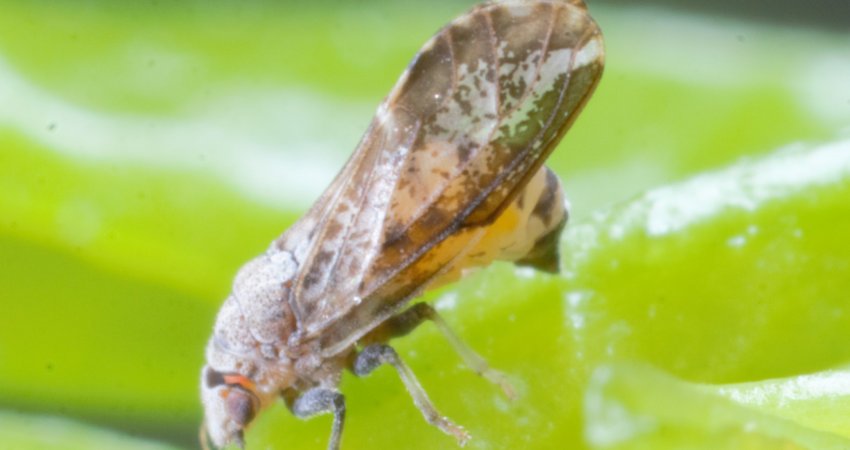 UFSCar e Fundecitrus desenvolvem estudos na área de repelentes naturais para controle do inseto transmissor do greening