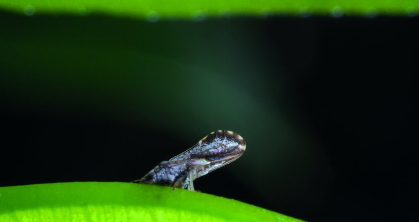 Pesquisa do MasterCitrus mostra que as aplicações de inseticidas apenas na periferia dos talhões não são eficazes no controle do greening em pomares em produção