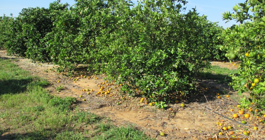 Safra de laranja da Flórida (EUA) é reestimada em 38,2 milhões de caixas