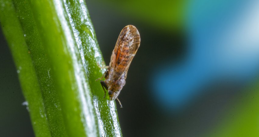 Área de pomares abandonados diminui no parque citrícola; cinco regiões concentram 80% deles, que contribuem para disseminação do greening