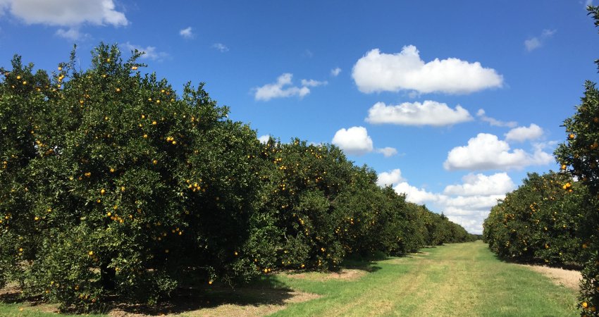 ProteCitrus é atualizada e tem inclusão de novo ingrediente ativo