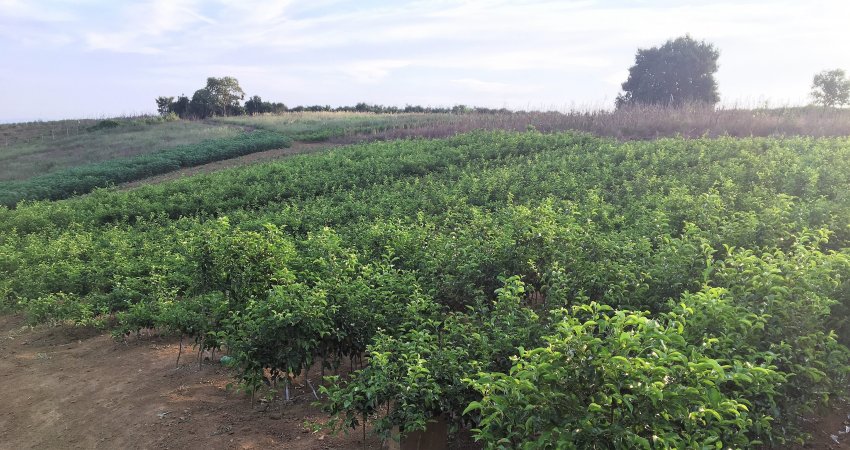 Pesquisadores do Fundecitrus conhecem a citricultura da Bahia