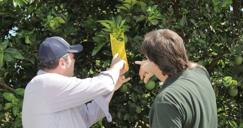 Alerta Fitossanitário incentiva manejo regional e uso da tecnologia na citricultura