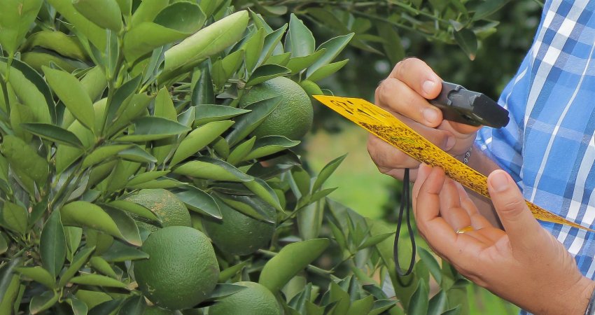 Fundecitrus  monitora presença de inseto transmissor da pior doença da citricultura em  60% do parque citrícola