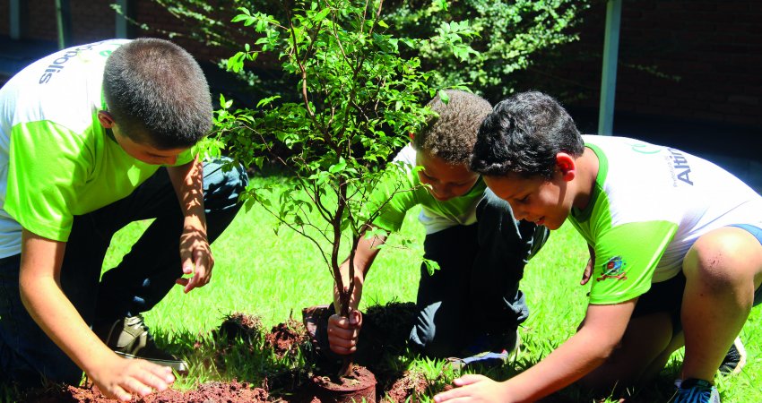 Ações de manejo externo do greening já doaram mais de 66 mil mudas de frutíferas e ornamentais à população