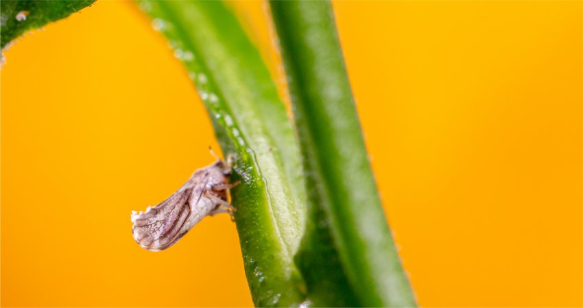 Mato Grosso do Sul passa a integrar o Alerta Psilídeo