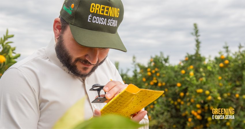 Captura de psilídeo em armadilhas reduz 41% em 2024