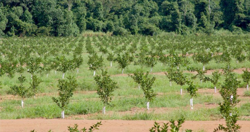 Fundecitrus discute estratégias de combate ao greening, em Lavínia (SP)