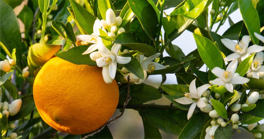 Período de florada aumenta a atenção do citricultor para o controle da estrelinha