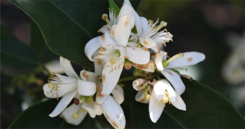 Podridão floral: período de florada com chuvas é crítico para a ocorrência da doença