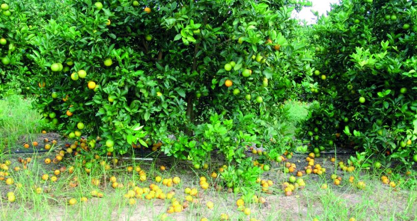 Medidas preventivas para controle do greening são mais vantajosas e econômicas a longo prazo do que as ações de convívio com a doença