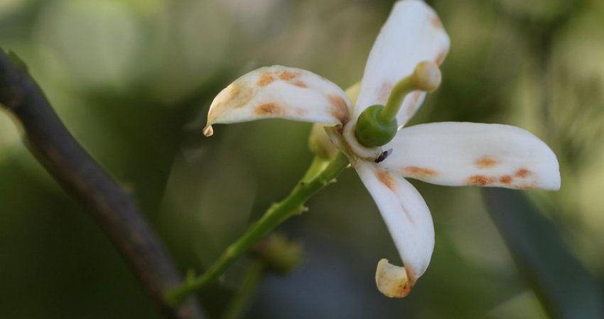 Com previsão de chuvas, há risco de ocorrência da podridão floral