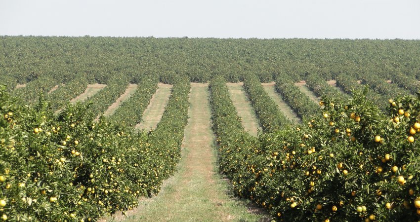 Regiões Norte e Sudoeste apresentam crescimento de área com laranja