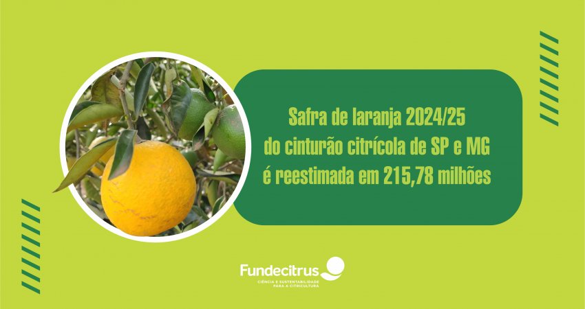 Safra de laranja 2024/25 do cinturão citrícola de SP e MG é reestimada em 215,78 milhões