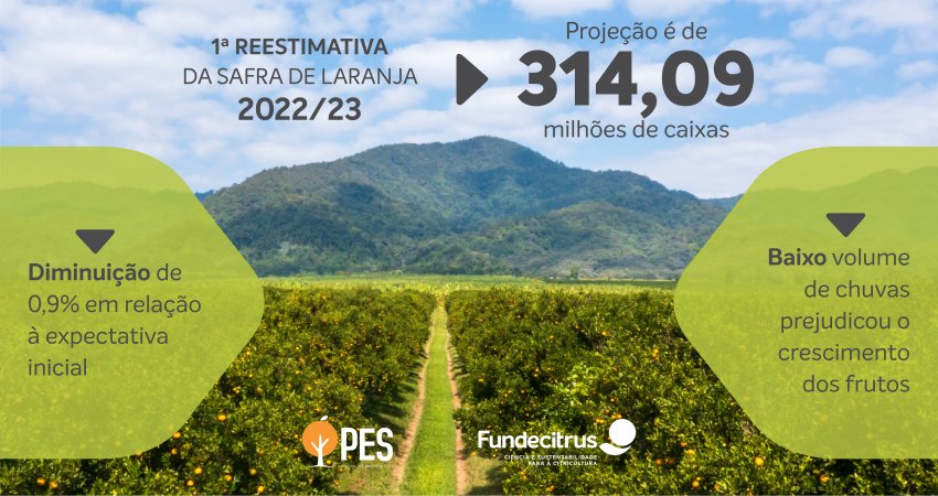 Safra de laranja 2022/23 do cinturão citrícola de SP e MG é reestimada em 314,09    milhões de caixas