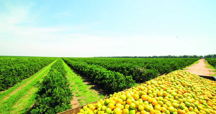 Apesar do alto volume de chuva em dezembro, safra de laranja segue 30% menor em relação à temporada anterior / Orange crop forecast update