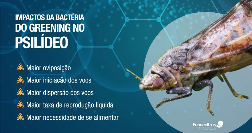 Bactéria do greening provoca alterações biológicas e comportamentais no psilídeo