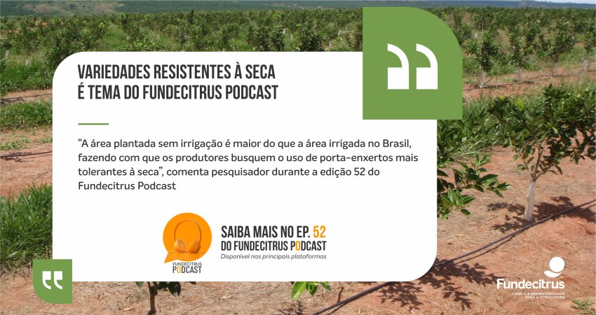 Variedades resistentes à seca é tema do Fundecitrus Podcast