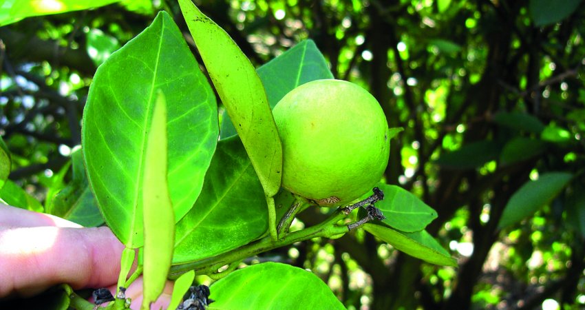 Existe conhecimento suficiente para controlar o greening