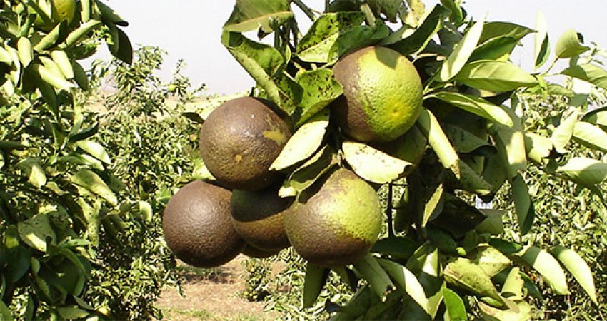 Altas temperaturas e umidade do início do ano são favoráveis para o ácaro da falsa ferrugem e exigem atenção ao manejo desta praga