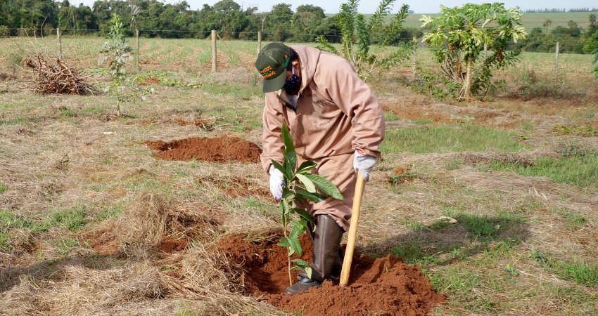 Ações externas já resultam em diminuição do greening