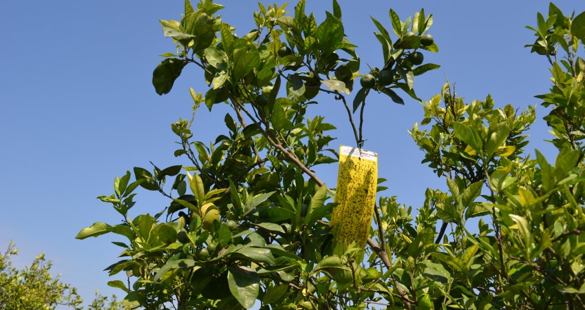 Maior sistema de monitoramento do psilídeo no mundo, Alerta Fitossanitário do Fundecitrus auxilia no manejo regional do greening