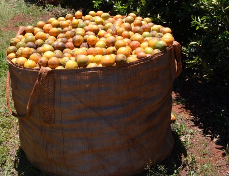 Estimativa do USDA aponta queda de 17% na safra da Flórida