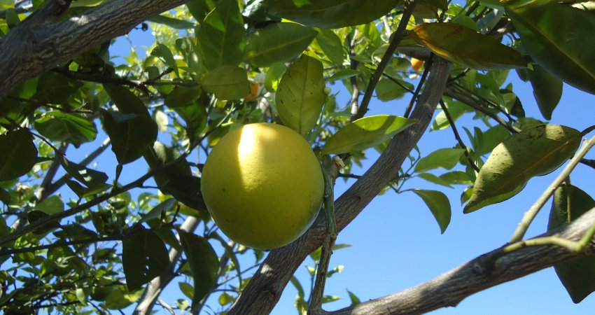 Fundecitrus e Grupo Junqueira Rodas realizam ação contra o greening na área rural de Tabapuã