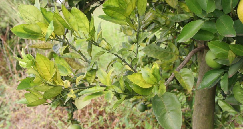 Uma única árvore sem controle do greening pode prejudicar  a citricultura