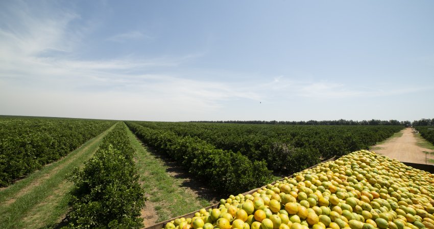 Região de Matão é exemplo de que é possível controlar o greening