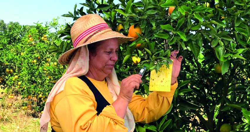 Manejo regional do greening será tema de encontro promovido pelo Fundecitrus em Duartina na próxima semana