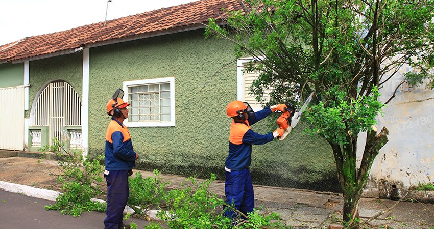 Doze municípios retiram plantas de citros e murta da área urbana para ajudar a diminuir HLB nos pomares