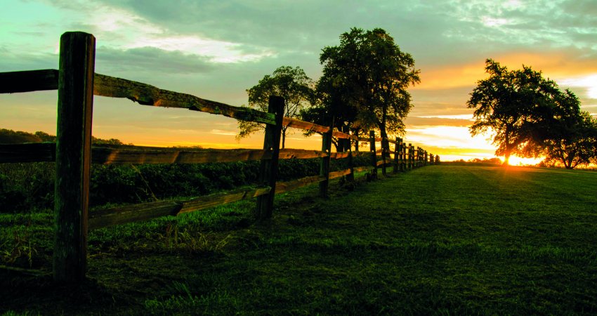 Manejo externo do greening aumenta eficiência das ações internas