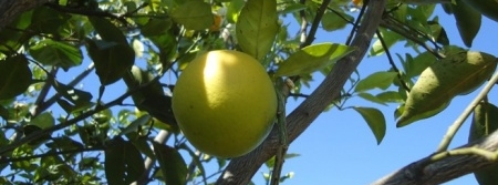 Temperatura alta diminui multiplicação da bactéria do HLB nas plantas de citros