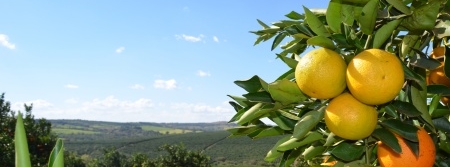 Fundecitrus divulga estimativa da safra de laranja 2016/17 em 10 de maio