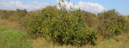 Parque citrícola tem 2% de área com pomares abandonados