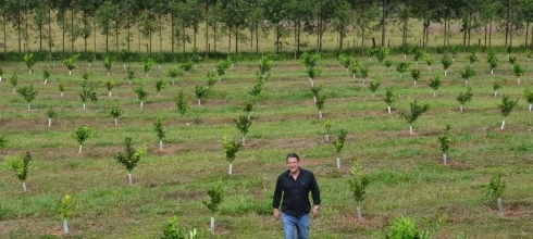 Citricultor transformou área abandonada em pomar produtivo em Guaraci