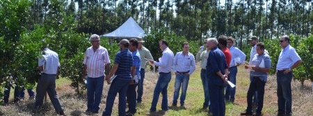 Caravana de citricultores conhece medidas de prevenção e controle de cancro cítrico em experimentos no Paraná