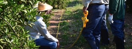 Citricultura terá censo e estimativa de safra  com imagens de satélite e contagem de plantas no campo