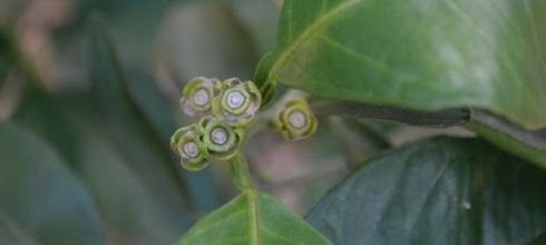 Fundecitrus inicia ciclo de cursos de podridão floral