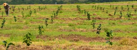 Plantas transgênicas são testadas no campo