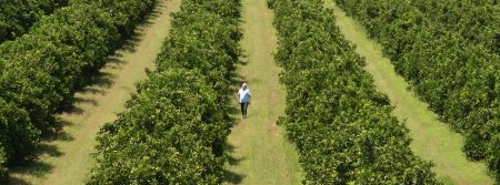 Rigidez do controle do psilídeo garante sanidade de pomar em Aguaí