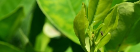 Fundecitrus e Koppert testam inseticida natural contra psilídeo